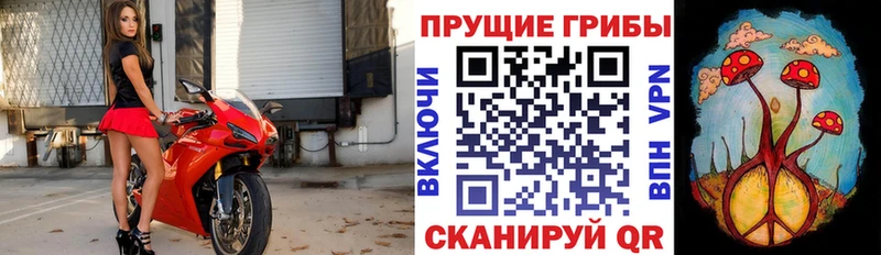 blacksprut ссылка  Электросталь  Псилоцибиновые грибы Psilocybine cubensis  где купить  